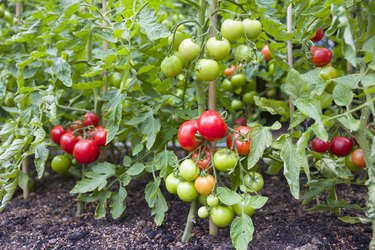 Indeterminate (cordon) tomato plants growing outside in UK