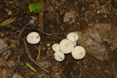 Lycoperdon perlatum a.k.a common puffball mushroom, a white club shaped rough textured fungus