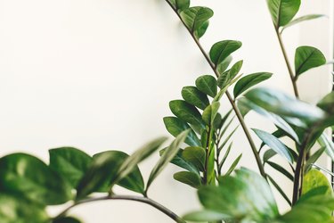 Beautiful zamioculcas plant in sunny light on window sill on white background. Houseplant. Plants in modern interior room. Fresh green leaves zz plant, close up.