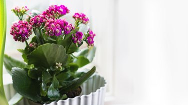 Kalanchoe Blossfield in a pot by the window