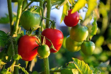 Tomatos on Branch