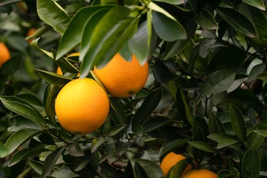 Close-up of two ripe oranges on a tree copy space