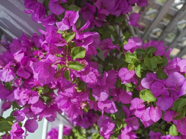 Bougainvillea on a Balcony