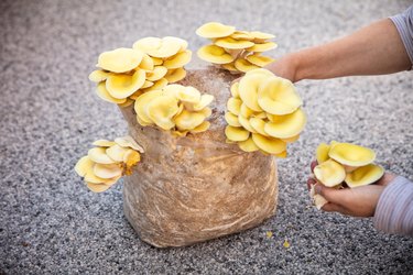 Woman harvesting golden oyster mushrooms from cultivated fungi substrate, fungiculture