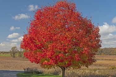 Very Red Maple Tree in the Fall