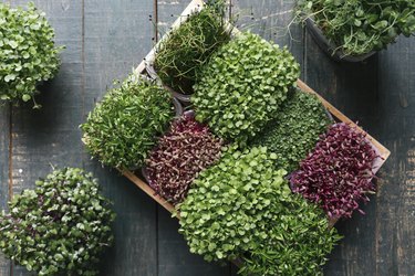 Box with microgreens on wooden table