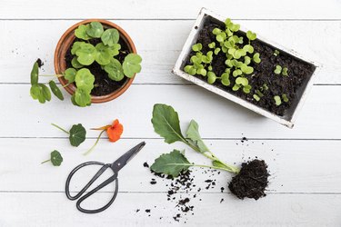 Pottings of radish, nasturtium and cabbage