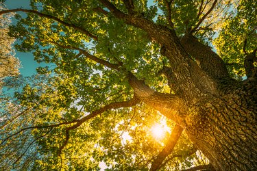 Sunset Sunrise Sun Shining Through Oak Tree Branches In Sunny Summer Forest. Sunlight Sunrays Sunshine Through Tree Canopy