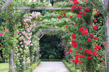 Climbing roses