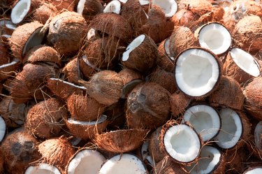 Many coconut cut open in half Kerala India
