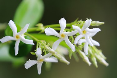 Star Jasmine in bloom