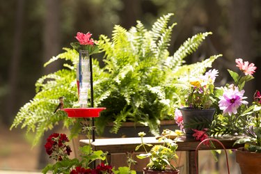 Hummingbirds at a feeder in the springtime