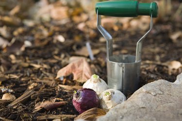 3 hyacinth bulbs and planting tool. Autumn exterio