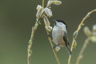 Willow tit on a pussy willow