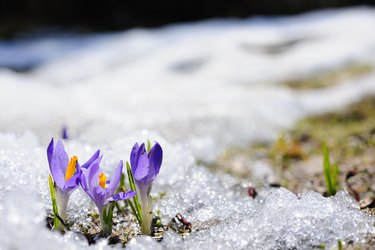 Spring crocus flowers blooming on snow