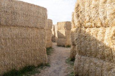 Hay Bale Maze in a Pumpkin Patch in October for a Harvest Festival
