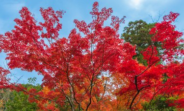 Landscape of autumn leaves in a park