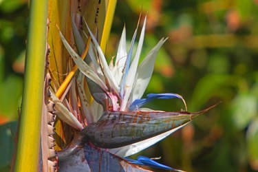 Bird of Paradise flower