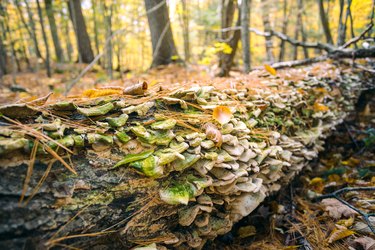 Fungi grows along a fallen tree in autumn forest