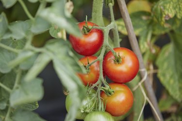Ripe, fresh red tomatoes growing on vine
