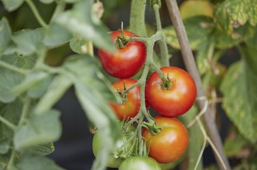 Mastering the Art of Tomato Gardening