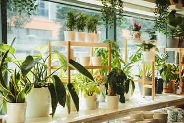 variety of potted plants