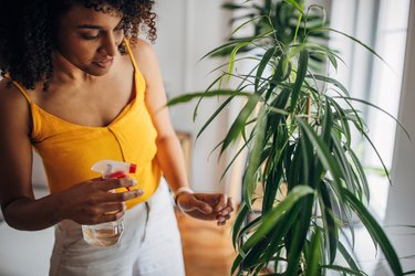 Misting plants at home