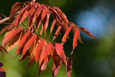 Red Chinese pistache leaves