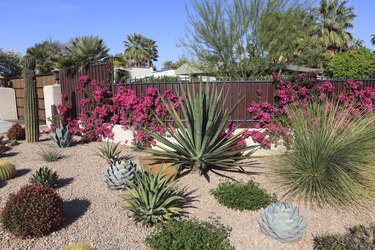 Stunning Succulent And Cactus Water Conservation Garden