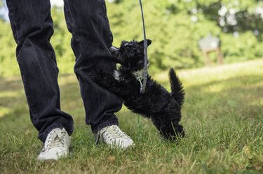 How to Remove Lint From Black Pants