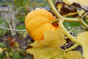 Small Jack Be Little pumpkin grows on a vine in early autumn