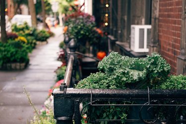 Potted Plants Growing By Building