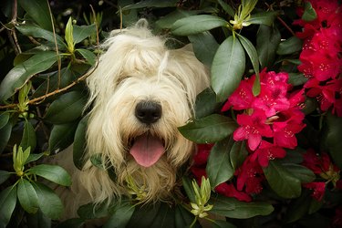 English sheepdog in plants