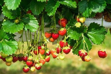 Strawberries Growing On Plant