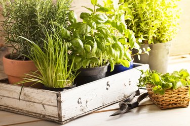 mixed herbs in pots