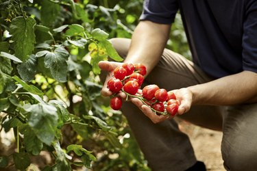 Male Agronomist With Fresh Cherry Tomatoes