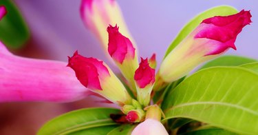 Desert Rose plant. Red, pinkish white buds are ready to bloom. Nerium obesum. Apocynaceae family.