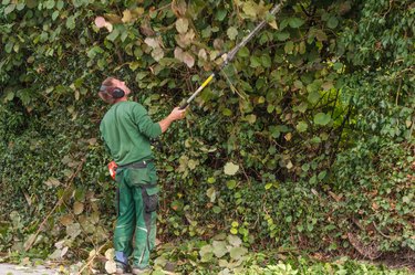 Rear View Of Worker Trimming Plants With Hedge Trimmer