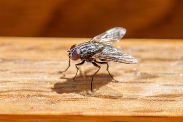 Sarcophagus Fly