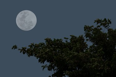 Full moon on the sky with tree branch silhouette.