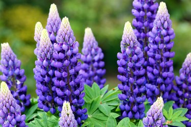 The stunning vibrant purple lupin flowers