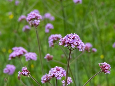 Verbena bonariensis purple flowers with decorative stems.