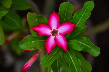 Pink Adenium Obesum flower in full bloom