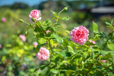 Beautiful Rose garden farm in the greenhouse. Close up.