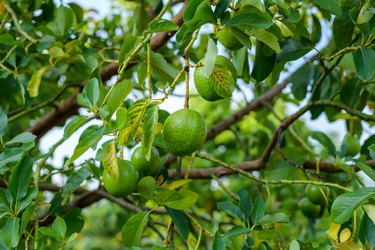 Fresh organic avocado in garden