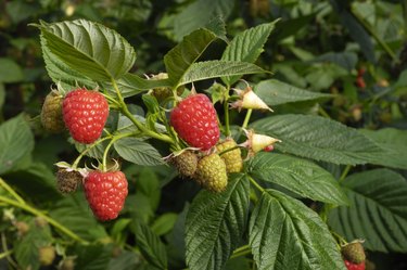 Close-up of Ripening Raspberries on the Vine