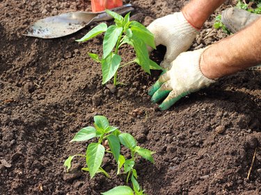 Planting pepper seedlings