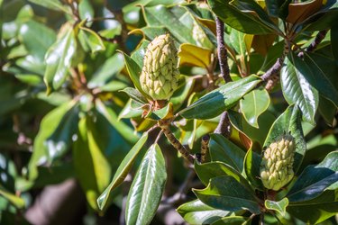 Magnolia fruit on the green leaves background. Magnolia velvet seed pod on tree.