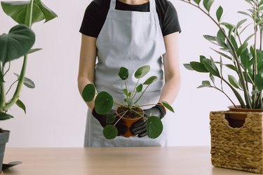 Woman gardener holding ceramic pot with plant