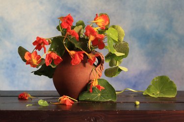 Nasturtium bouquet